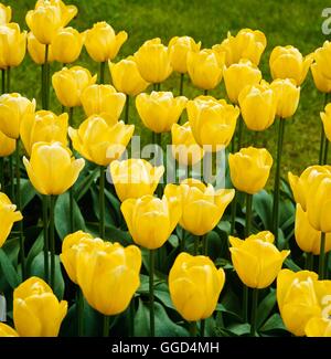 Tulipa - `Yellow Present' (Triumph)   BUL035274 Stock Photo